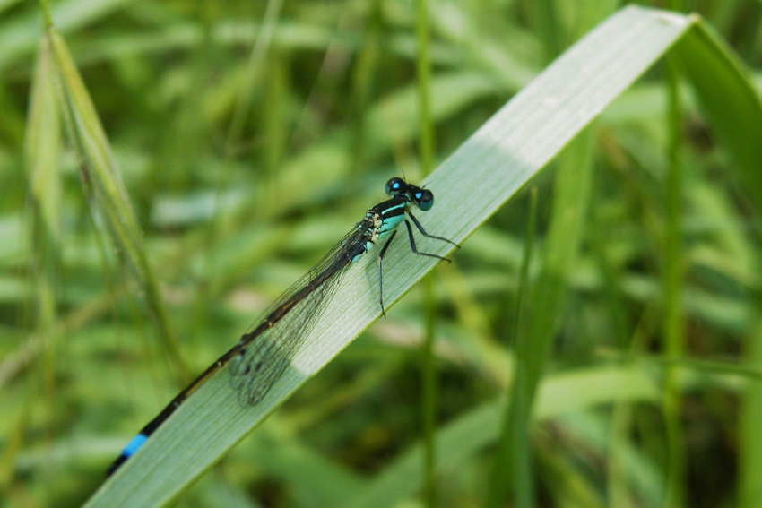 Coenagrion puella? - Ischnura elegans